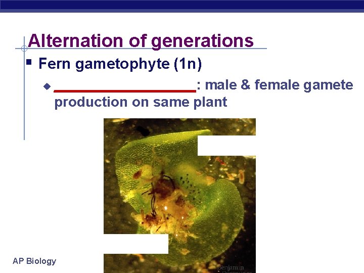 Alternation of generations § Fern gametophyte (1 n) u _________: male & female gamete