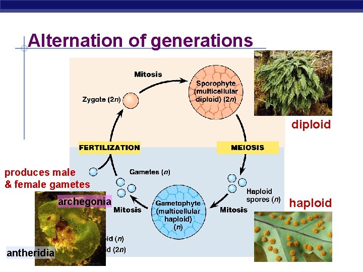 Alternation of generations diploid produces male & female gametes archegonia antheridia AP Biology haploid