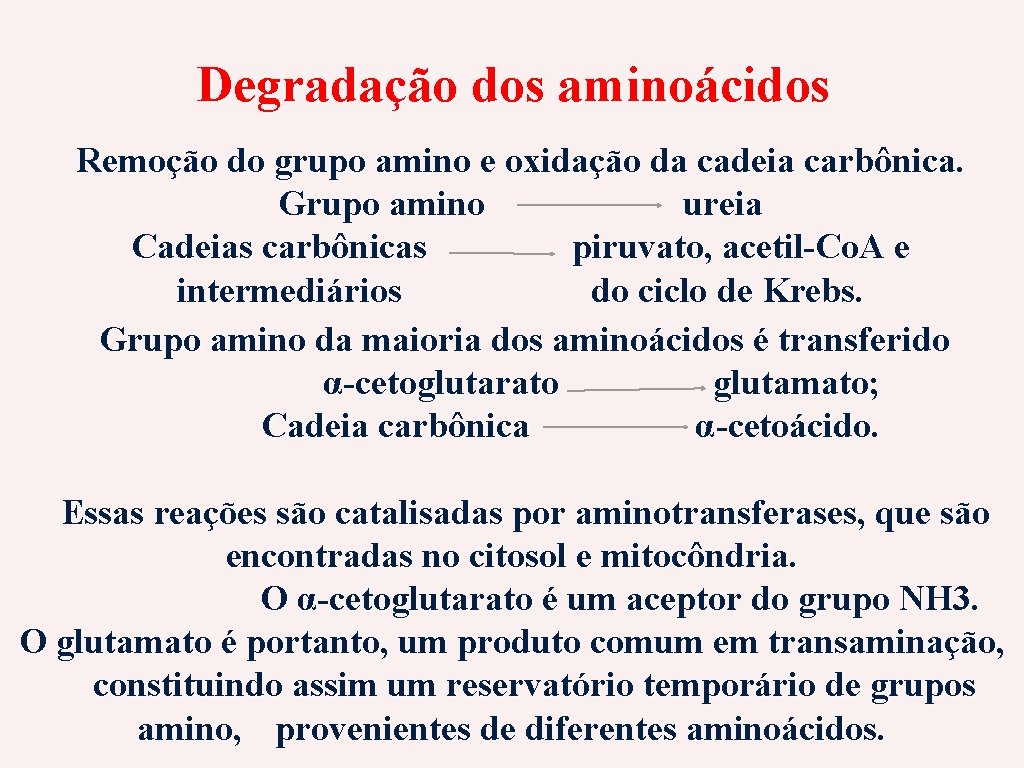 Degradação dos aminoácidos Remoção do grupo amino e oxidação da cadeia carbônica. Grupo amino