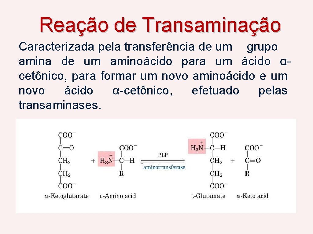 Reação de Transaminação Caracterizada pela transferência de um grupo amina de um aminoácido para
