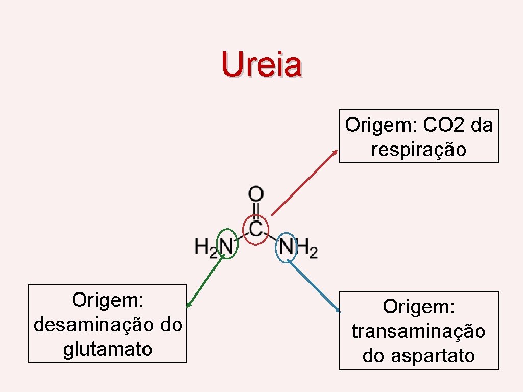 Ureia Origem: CO 2 da respiração Origem: desaminação do glutamato Origem: transaminação do aspartato