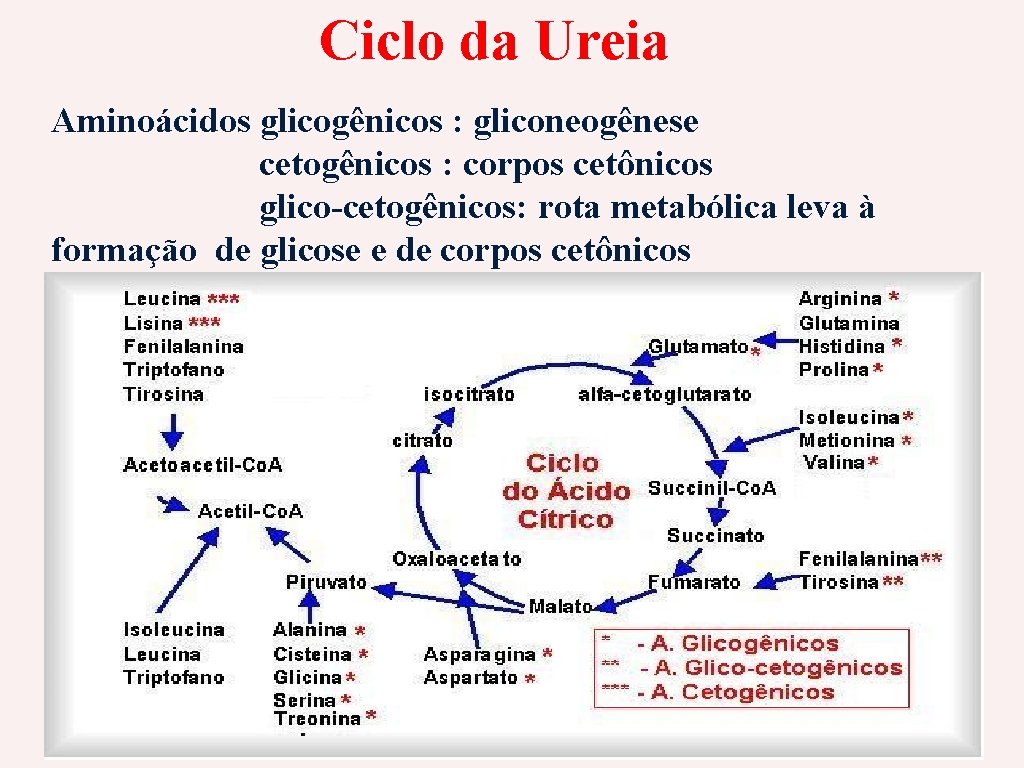 Ciclo da Ureia Aminoácidos glicogênicos : gliconeogênese cetogênicos : corpos cetônicos glico-cetogênicos: rota metabólica