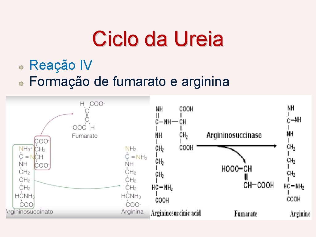 Ciclo da Ureia Reação IV Formação de fumarato e arginina 