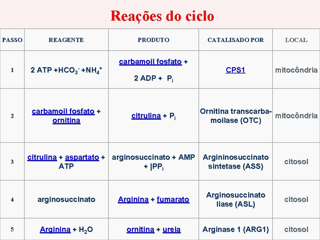 Reações do ciclo PASSO 1 2 3 REAGENTE 2 ATP +HCO 3 - +NH