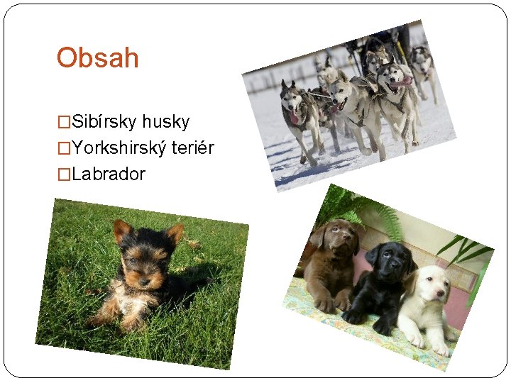 Obsah �Sibírsky husky �Yorkshirský teriér �Labrador 