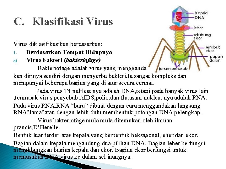 C. Klasifikasi Virus diklasifikasikan berdasarkan: 1. Berdasarkan Tempat Hidupnya a) Virus bakteri (bakteriofage) Bakteriofage