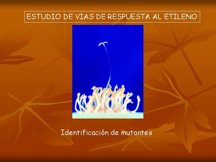 ESTUDIO DE VIAS DE RESPUESTA AL ETILENO Identificación de mutantes 
