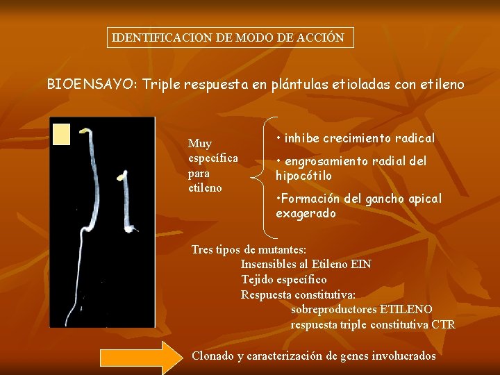 IDENTIFICACION DE MODO DE ACCIÓN BIOENSAYO: Triple respuesta en plántulas etioladas con etileno Muy