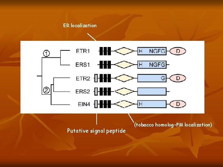 ER localization Putative signal peptide (tobacco homolog-PM localization) 