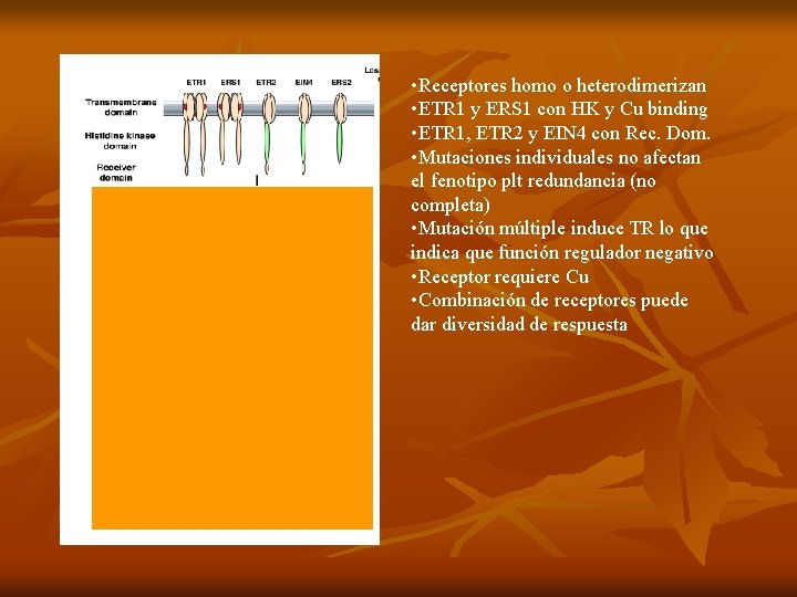  • Receptores homo o heterodimerizan • ETR 1 y ERS 1 con HK