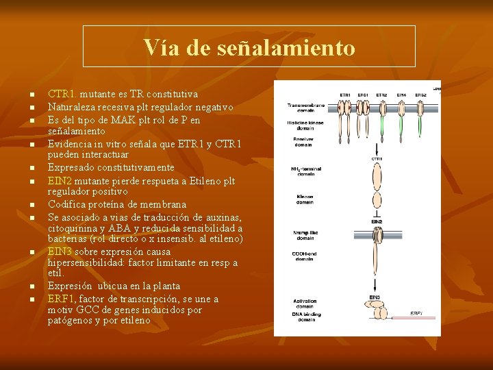 Vía de señalamiento n n n CTR 1. mutante es TR constitutiva Naturaleza recesiva