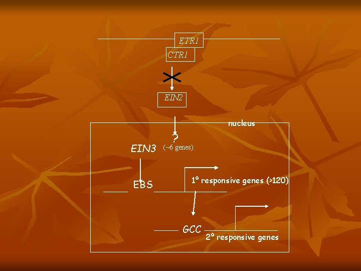 ETR 1 CTR 1 EIN 2 nucleus EIN 3 EBS ? (~6 genes) 1º