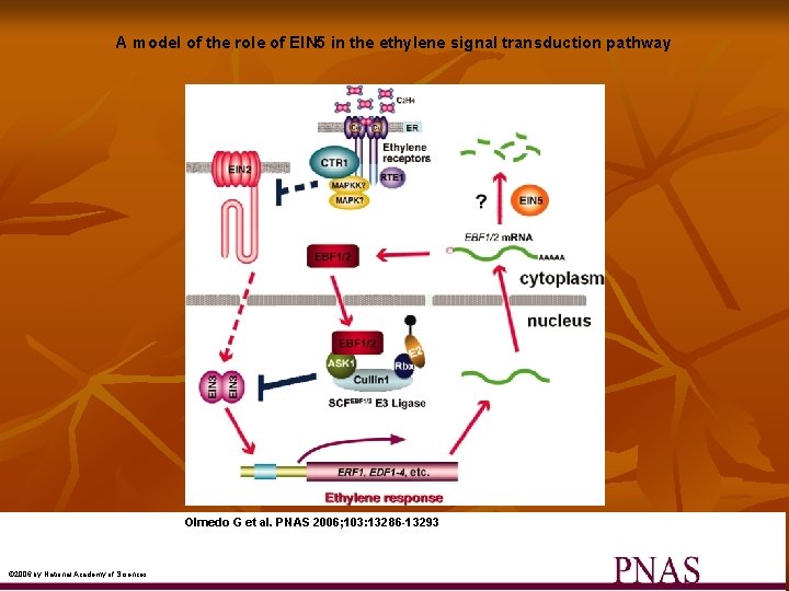 A model of the role of EIN 5 in the ethylene signal transduction pathway