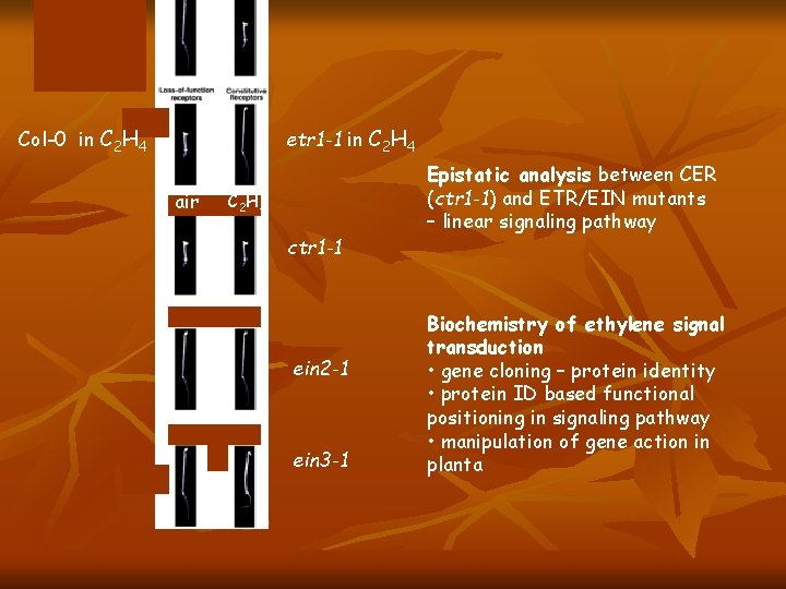 Col-0 in C 2 H 4 etr 1 -1 in C 2 H 4