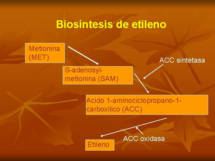 Biosíntesis de etileno Metionina (MET) ACC sintetasa S-adenosylmetionina (SAM) Acido 1 -aminociclopropano-1 carboxilico (ACC)