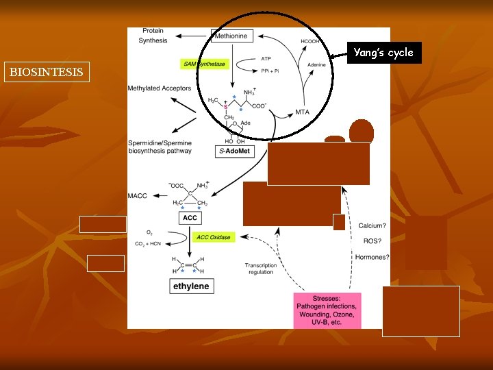 Yang’s cycle BIOSINTESIS Transcriptional regulation 