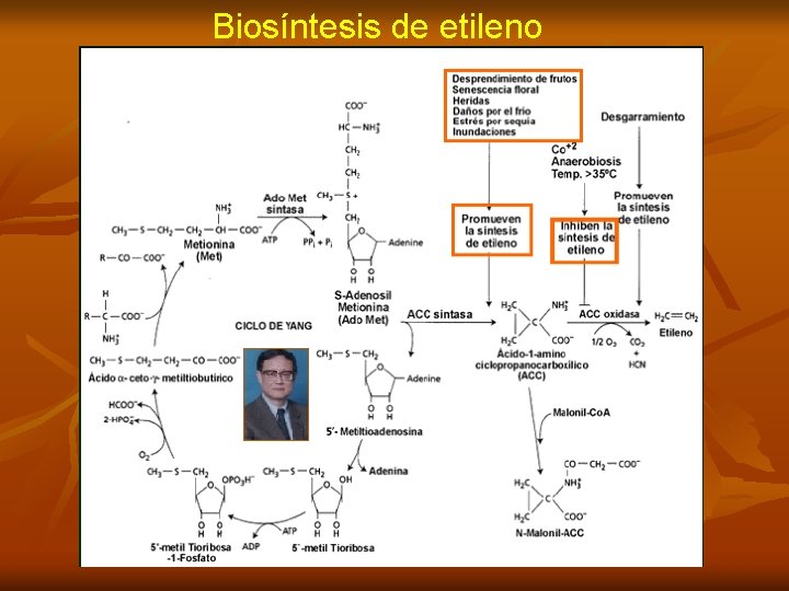 Biosíntesis de etileno 