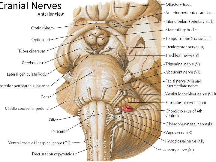 Cranial Nerves 