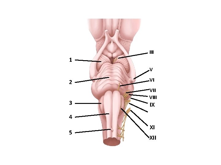 III 1 V 2 3 VI VIII IX 4 5 XI XII 