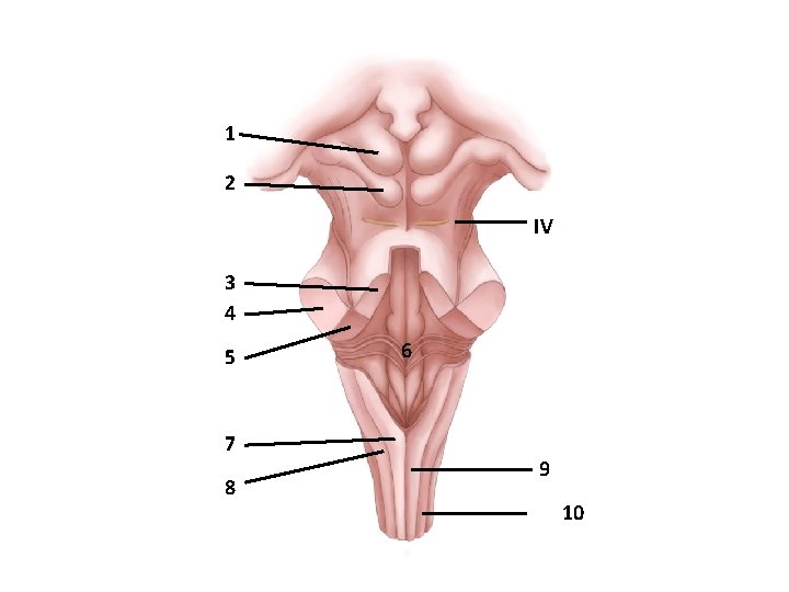 1 2 IV 3 4 5 7 8 6 9 10 