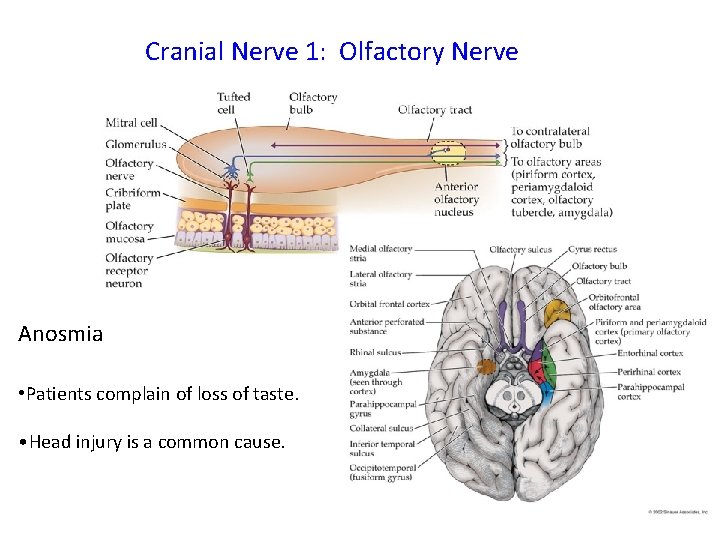 Cranial Nerve 1: Olfactory Nerve Anosmia • Patients complain of loss of taste. •