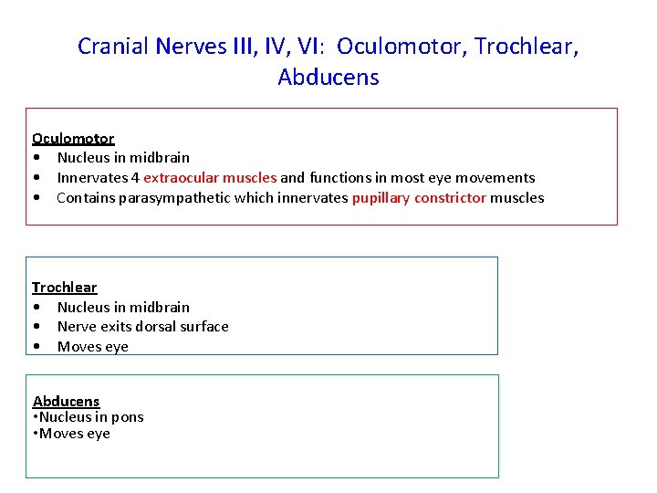 Cranial Nerves III, IV, VI: Oculomotor, Trochlear, Abducens Oculomotor • Nucleus in midbrain •