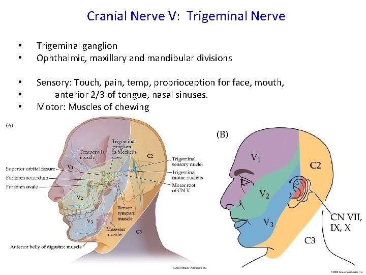 Cranial Nerve V: Trigeminal Nerve • • Trigeminal ganglion Ophthalmic, maxillary and mandibular divisions