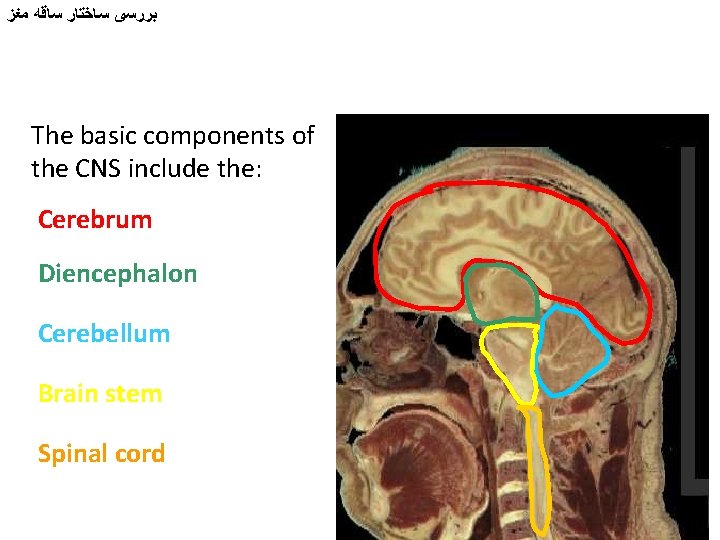  ﺑﺮﺭﺳی ﺳﺎﺧﺘﺎﺭ ﺳﺎﻗﻪ ﻣﻐﺰ The basic components of the CNS include the: Cerebrum