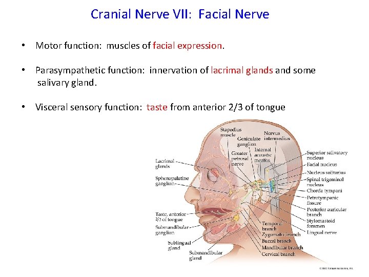 Cranial Nerve VII: Facial Nerve • Motor function: muscles of facial expression. • Parasympathetic