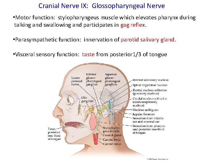 Cranial Nerve IX: Glossopharyngeal Nerve • Motor function: stylopharyngeus muscle which elevates pharynx during
