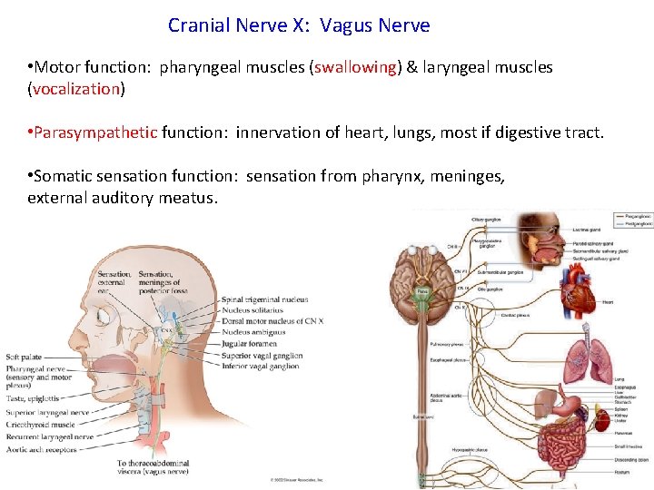 Cranial Nerve X: Vagus Nerve • Motor function: pharyngeal muscles (swallowing) & laryngeal muscles