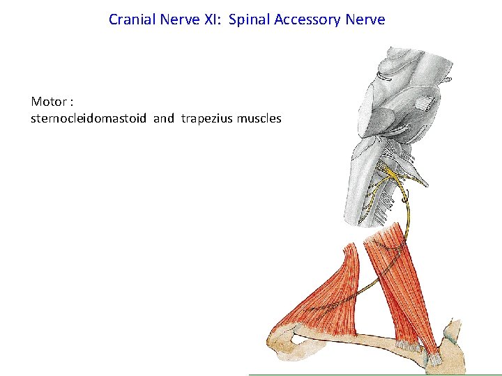 Cranial Nerve XI: Spinal Accessory Nerve Motor : sternocleidomastoid and trapezius muscles 