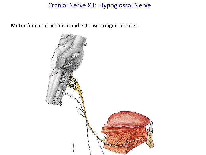 Cranial Nerve XII: Hypoglossal Nerve Motor function: intrinsic and extrinsic tongue muscles. 
