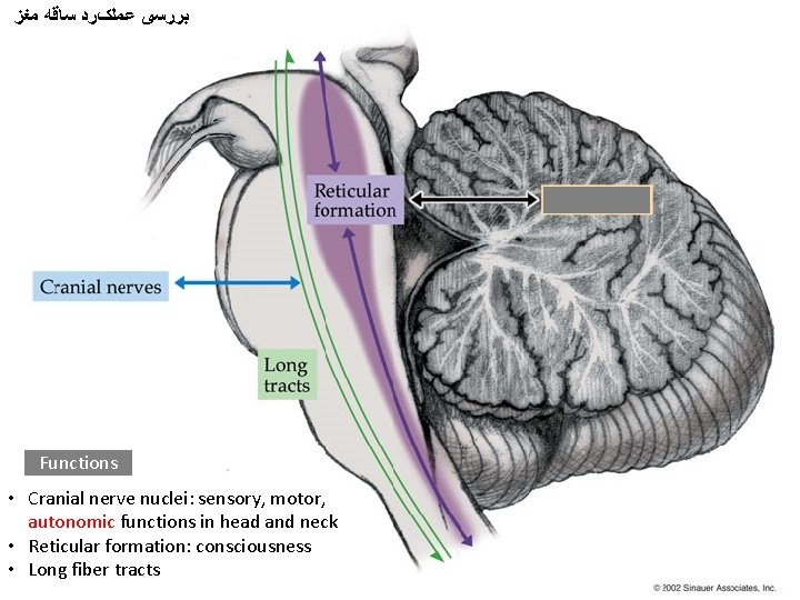  ﺑﺮﺭﺳی ﻋﻤﻠکﺮﺩ ﺳﺎﻗﻪ ﻣﻐﺰ Functions • Cranial nerve nuclei: sensory, motor, autonomic functions