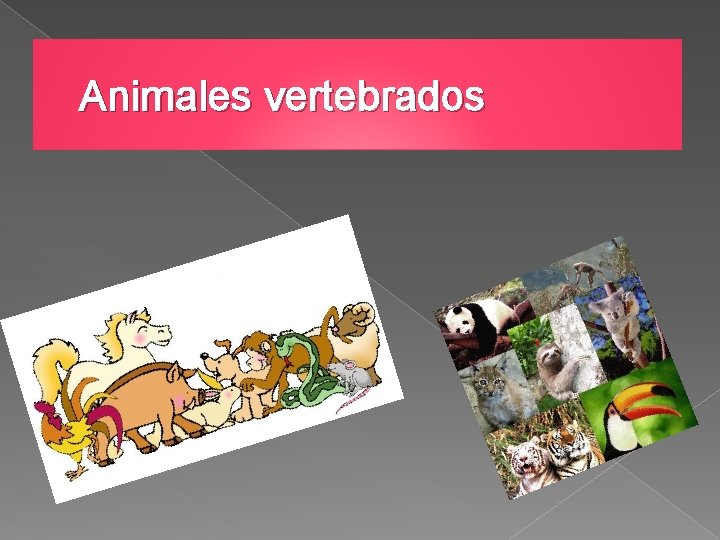 Animales vertebrados 