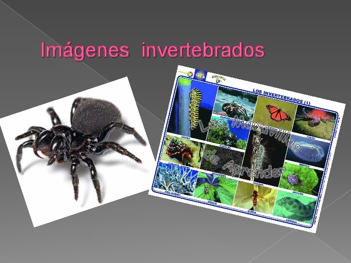 Imágenes invertebrados 