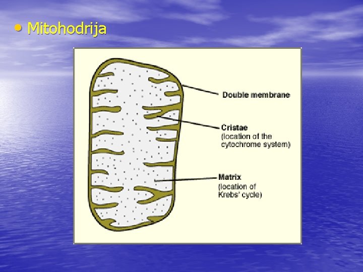  • Mitohodrija 