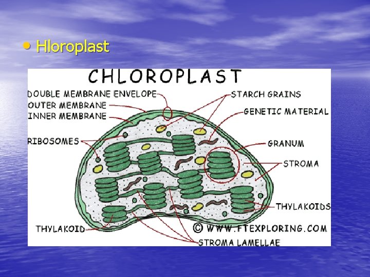  • Hloroplast 