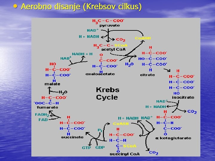  • Aerobno disanje (Krebsov cilkus) 