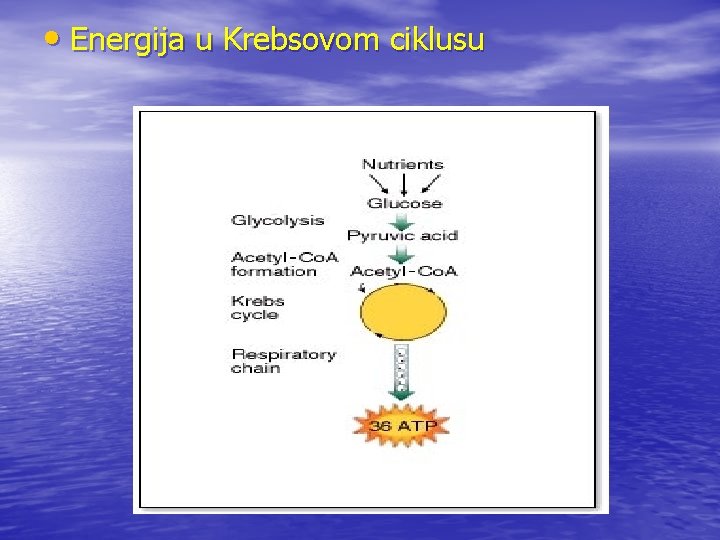  • Energija u Krebsovom ciklusu 