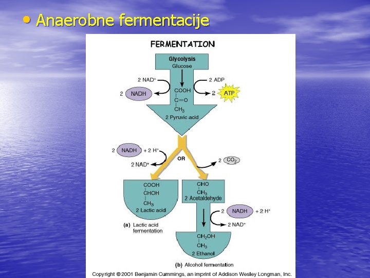  • Anaerobne fermentacije 