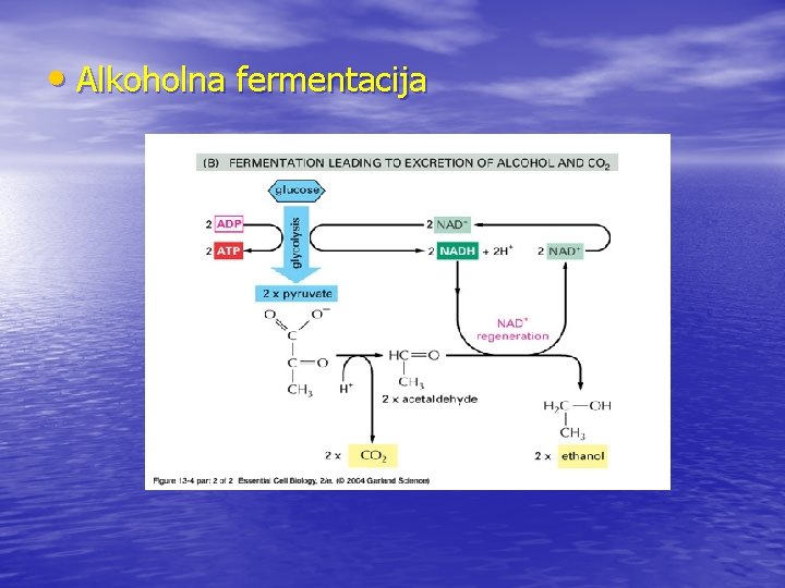  • Alkoholna fermentacija 