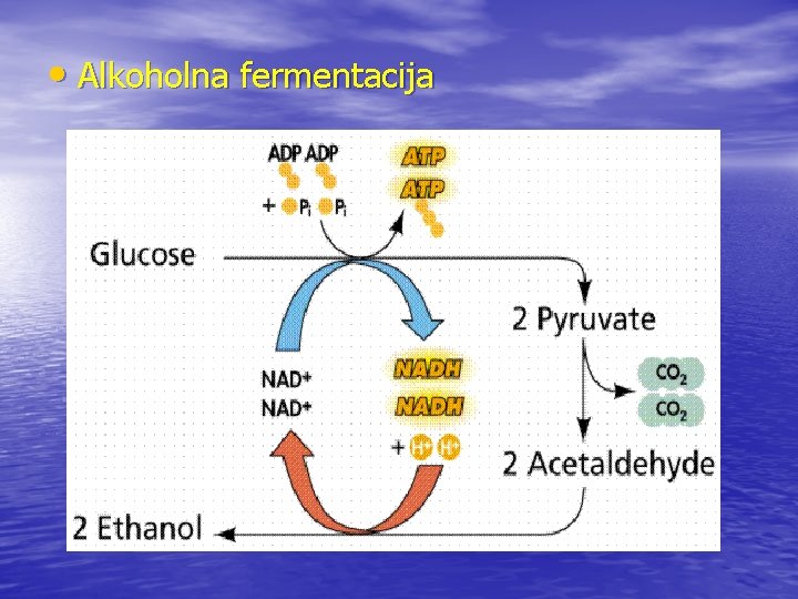  • Alkoholna fermentacija 