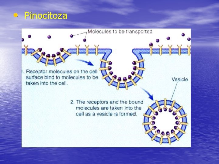  • Pinocitoza 