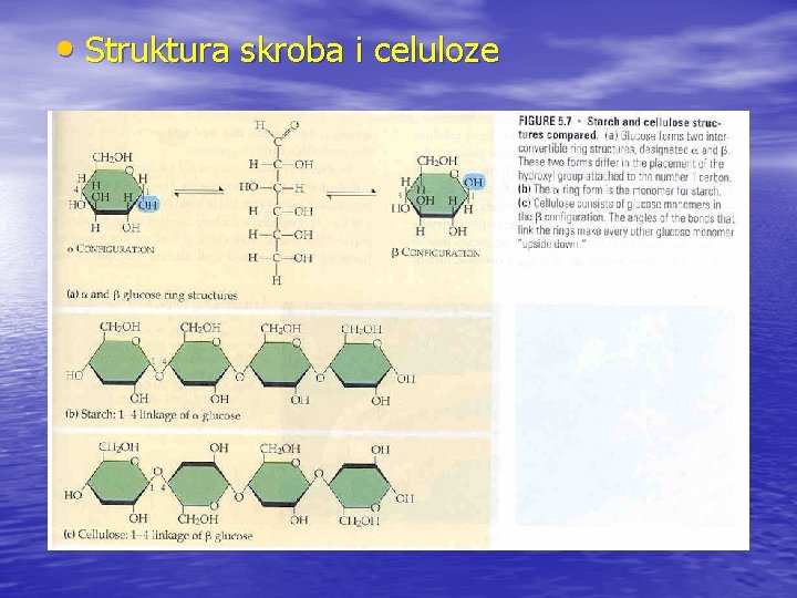  • Struktura skroba i celuloze 