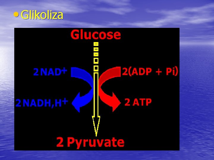  • Glikoliza 