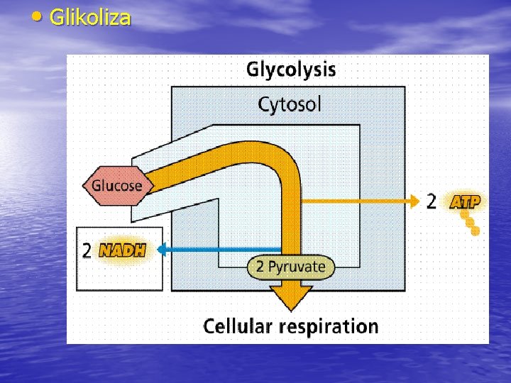  • Glikoliza 