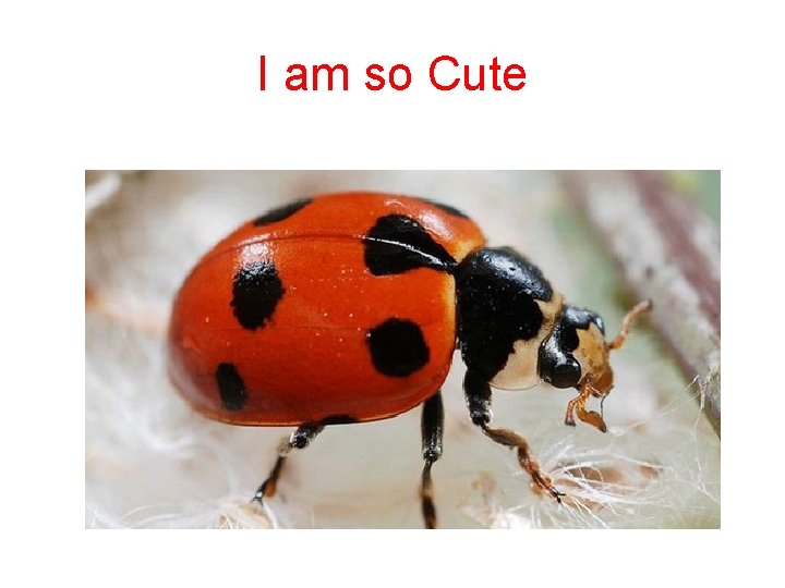 I am so Cute 