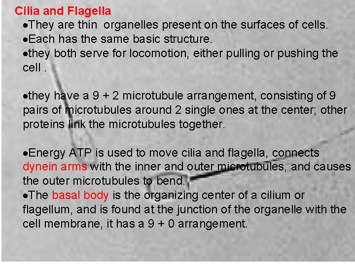 Cilia and Flagella They are thin organelles present on the surfaces of cells. Each