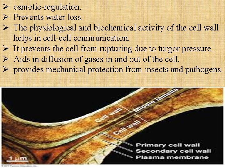 Ø osmotic-regulation. Ø Prevents water loss. Ø The physiological and biochemical activity of the